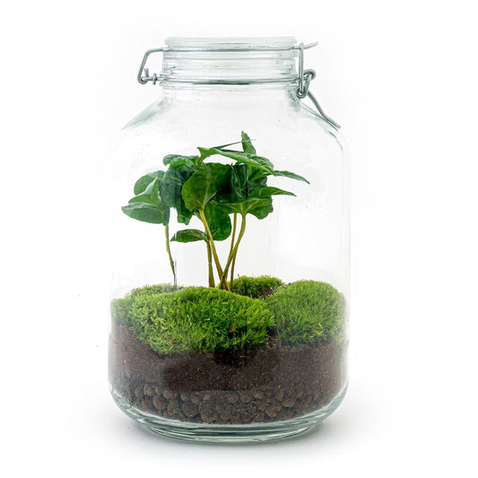 DIY terrarium Weckpot