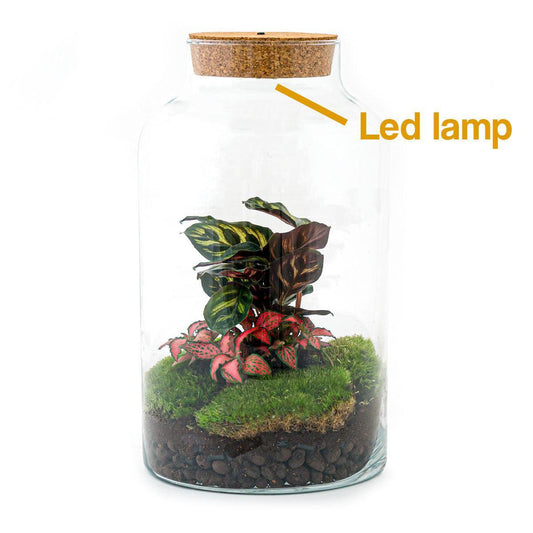 DIY terrarium Milky met lampje
