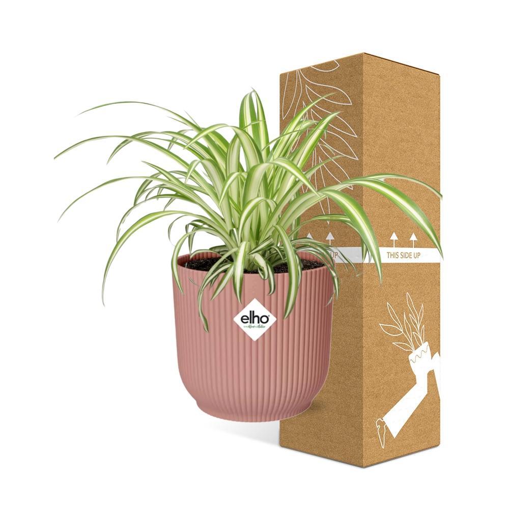 Graslelie | Ø12 | ↕20 + ELHO Vibes Fold roze Ø14