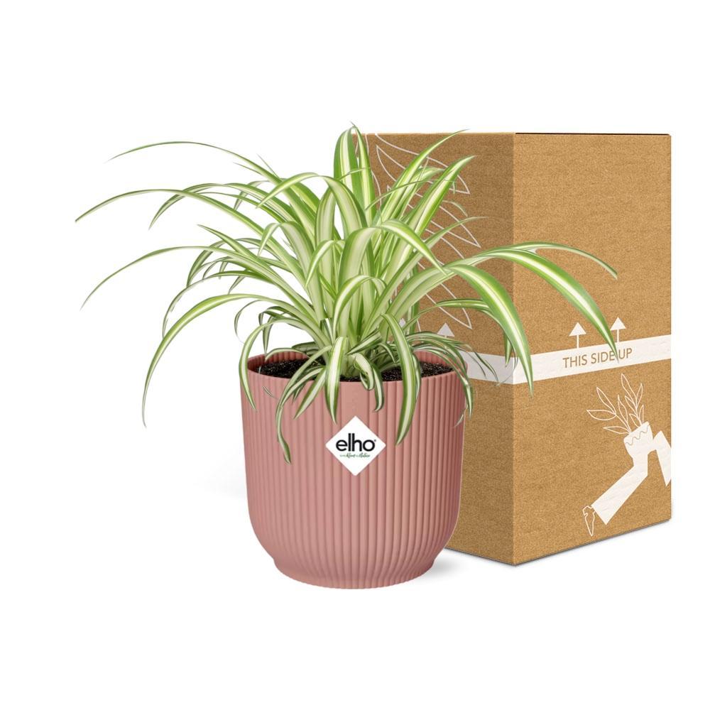 Graslelie | Ø12 | ↕20 + ELHO Vibes Fold roze Ø14