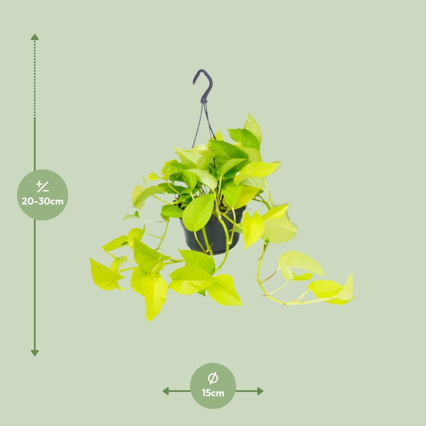 Epipremnum Golden Pothos  | Ø15 | ↕25