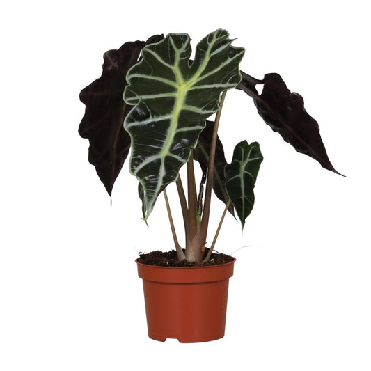 Alocasia Polly  | Ø12 | ↕30