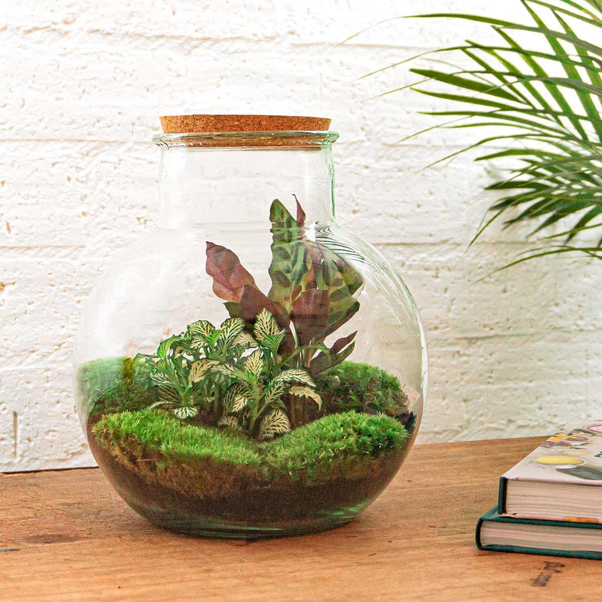 DIY terrarium Teddy