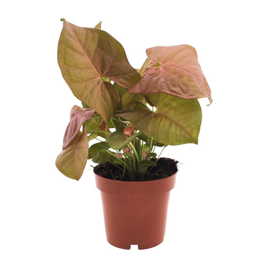 Syngonium Neon  | Ø12 | ↕25