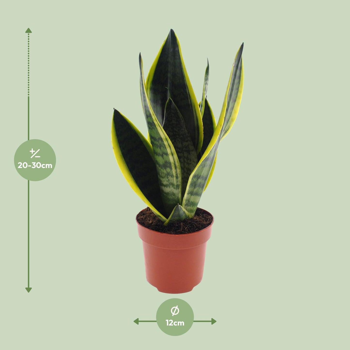Sansevieria Futura Superba  | Ø12 | ↕30
