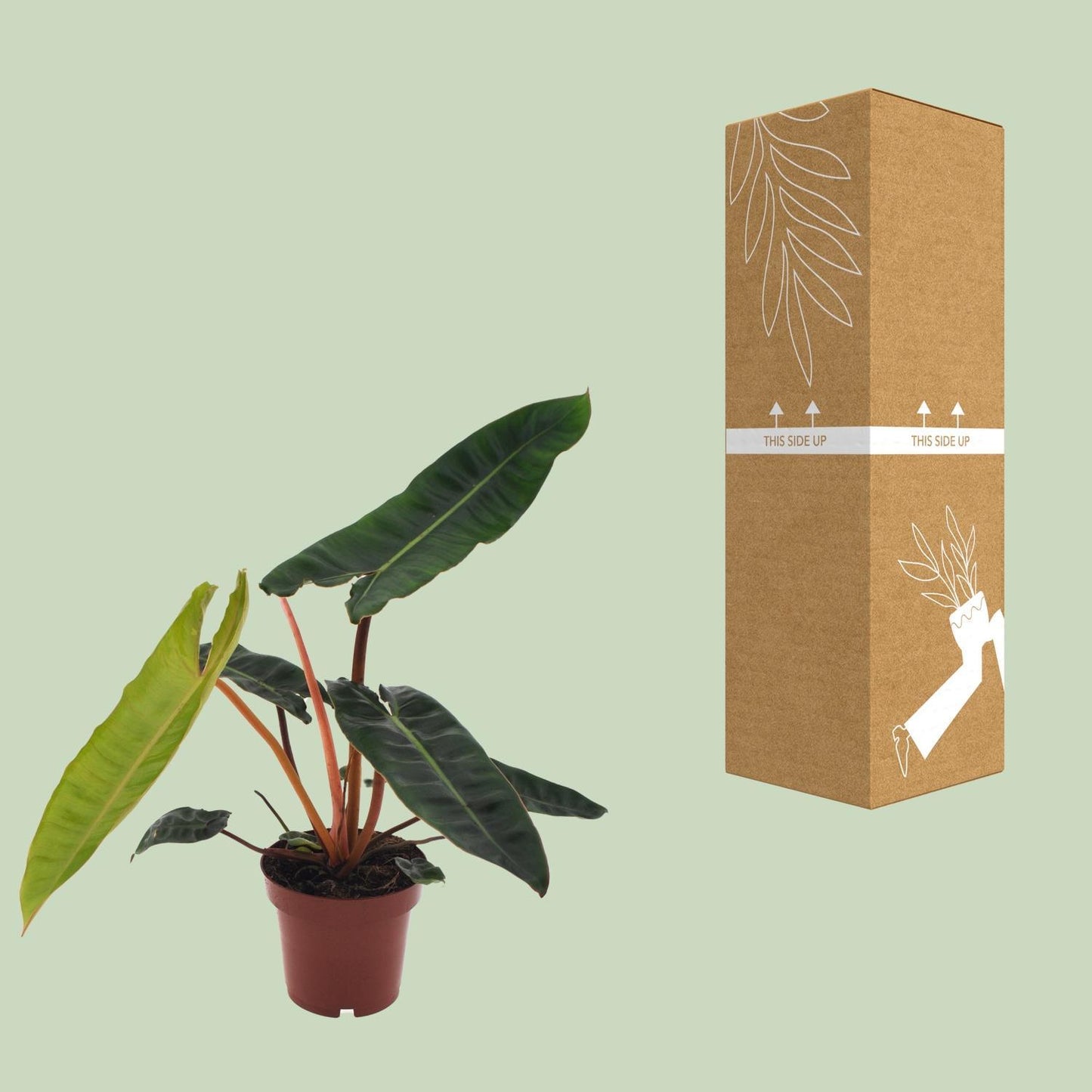 Philodendron Billietiae  | Ø12 | ↕25