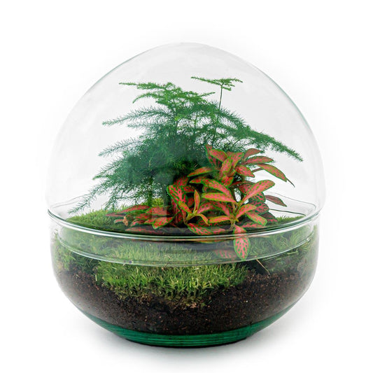 DIY terrarium Dome Red  | Ø20 | ↕20