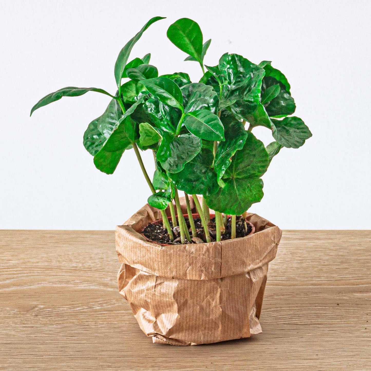 Navulling/Startpakket terrarium 5 planten