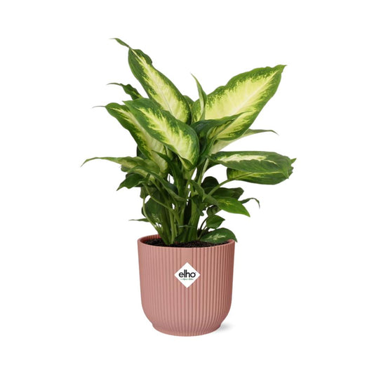 Dieffenbachia Camilla  | Ø12 | ↕35 + Pot