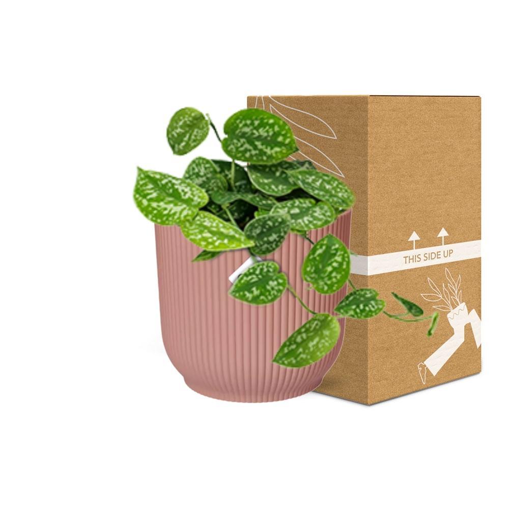 Scindapsus Pictus  | Ø12 | ↕15 + ELHO Vibes Fold Ø14 roze
