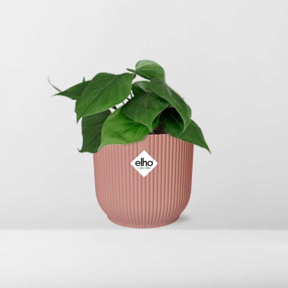Philodendron Scandens  | Ø12 | ↕20 + ELHO Vibes Fold Ø14 roze