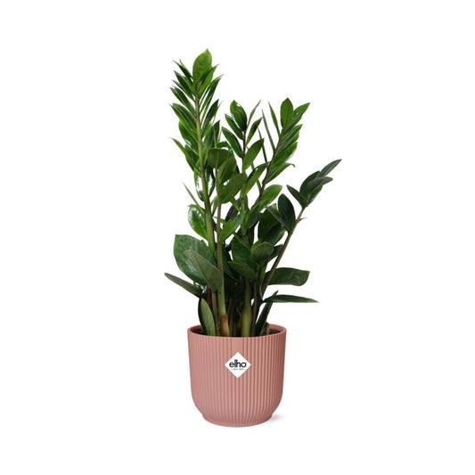 Zamioculcas Zamiifolia  | Ø12 | ↕40 + ELHO Vibes Fold Ø14 roze