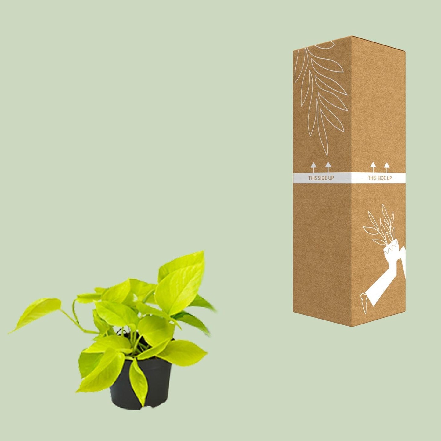 Epipremnum Golden Pothos  | Ø12 | ↕15
