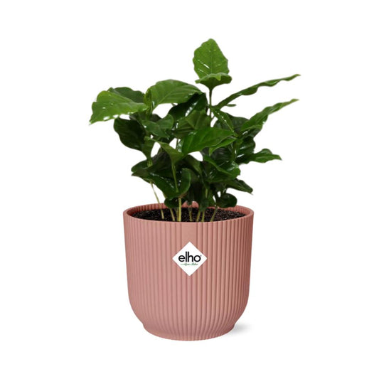 Coffea Arabica  | Ø12 | ↕25 + pot