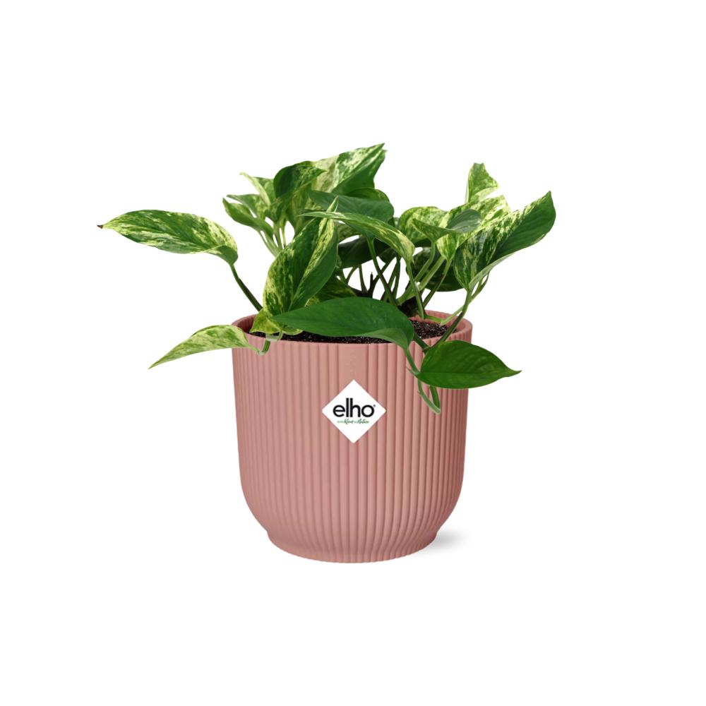 Epipremnum Marble Queen  | Ø12 | ↕15 + pot