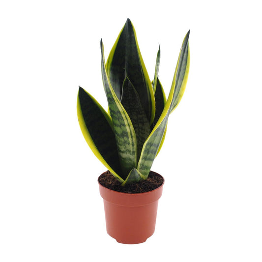 Sansevieria Futura Superba  | Ø12 | ↕30