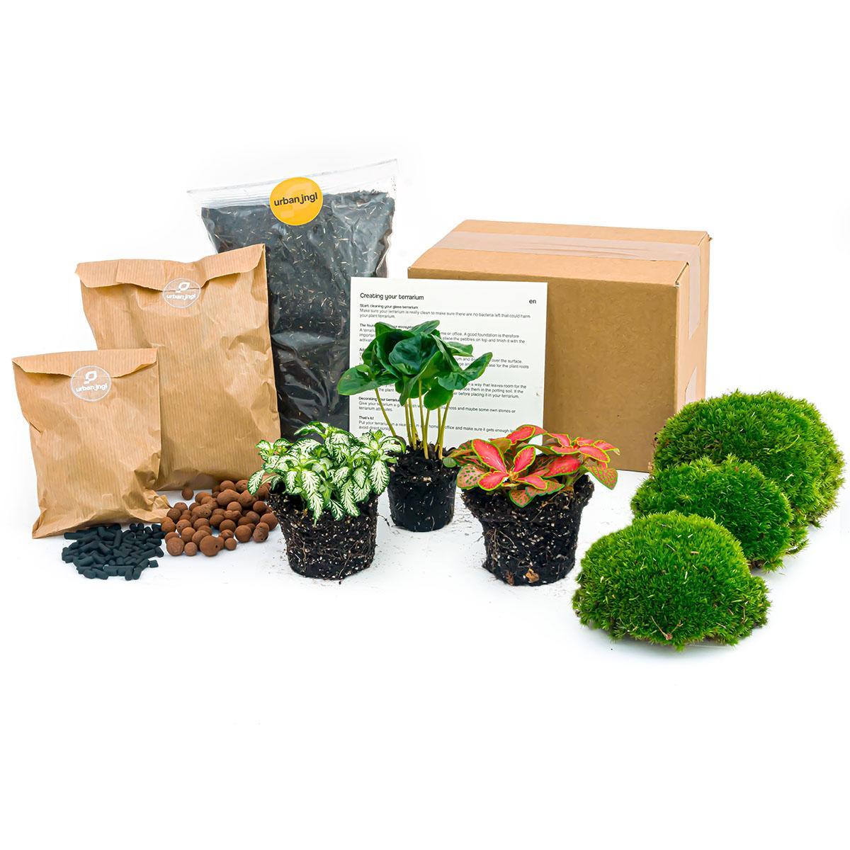 Navulling/Startpakket terrarium Coffea Arabica