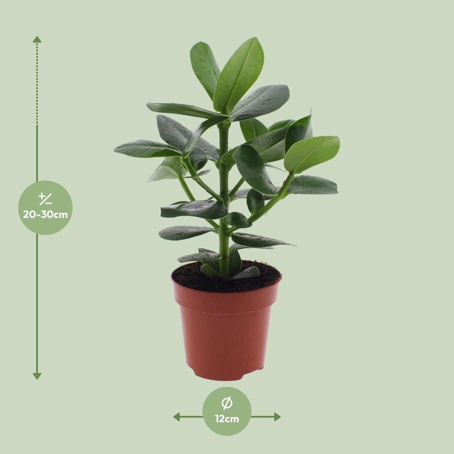 Clusia Rosea Princess  | Ø12 | ↕15