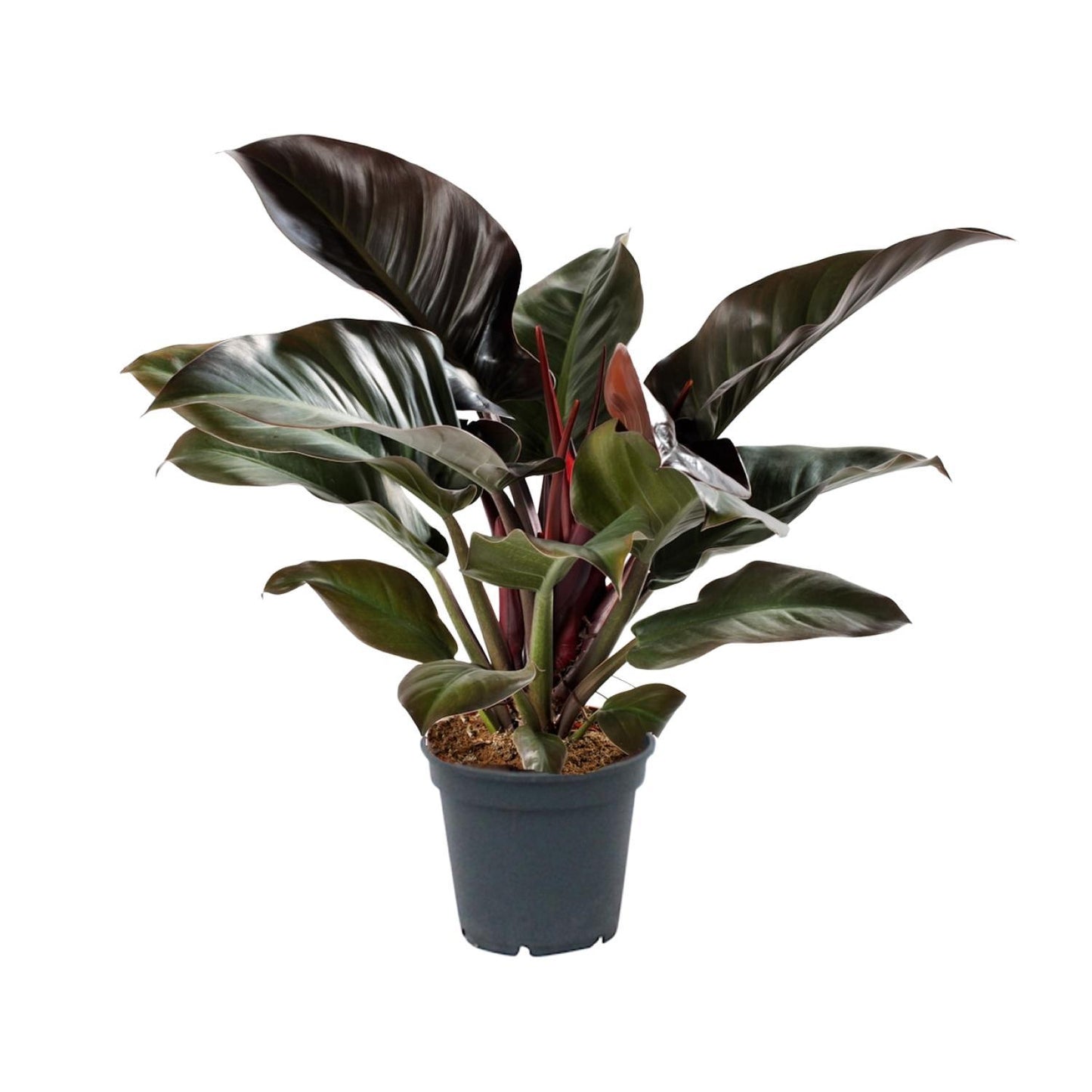Philodendron Imperial Red  | Ø17 | ↕50