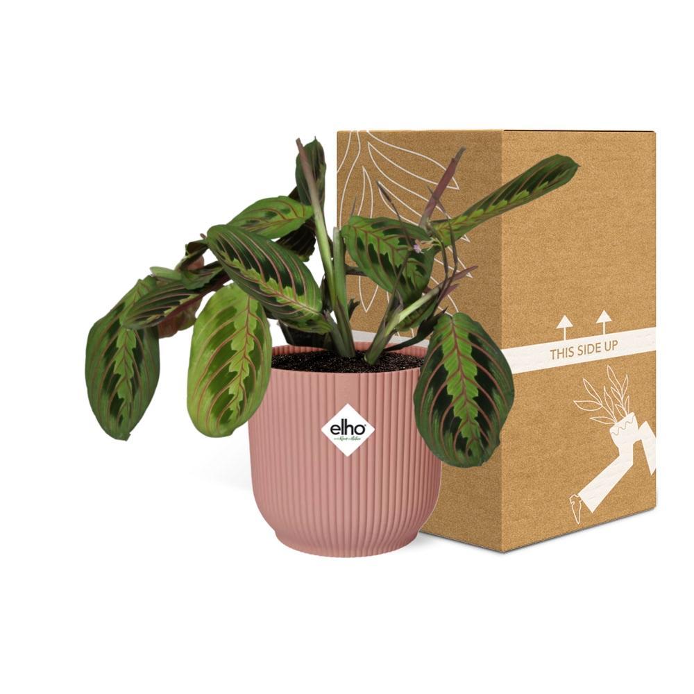 Maranta Leuconeura ‘Fascinator’  | Ø12 | ↕30 + ELHO Vibes Fold Ø14 roze