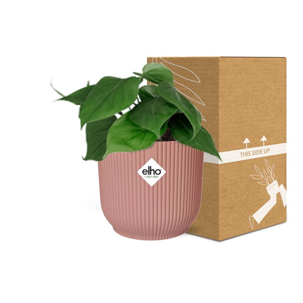Philodendron Scandens  | Ø12 | ↕20 + ELHO Vibes Fold Ø14 roze