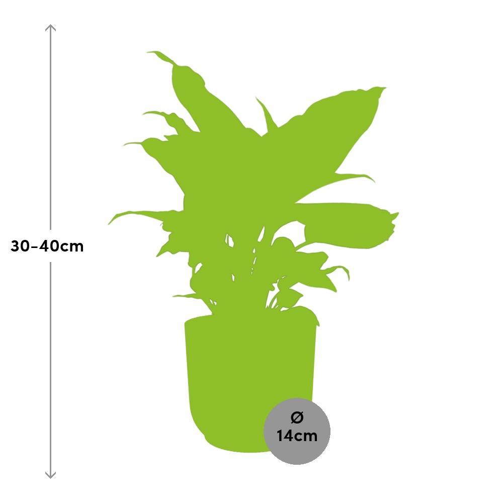 Dieffenbachia Camilla  | Ø12 | ↕35 + Pot