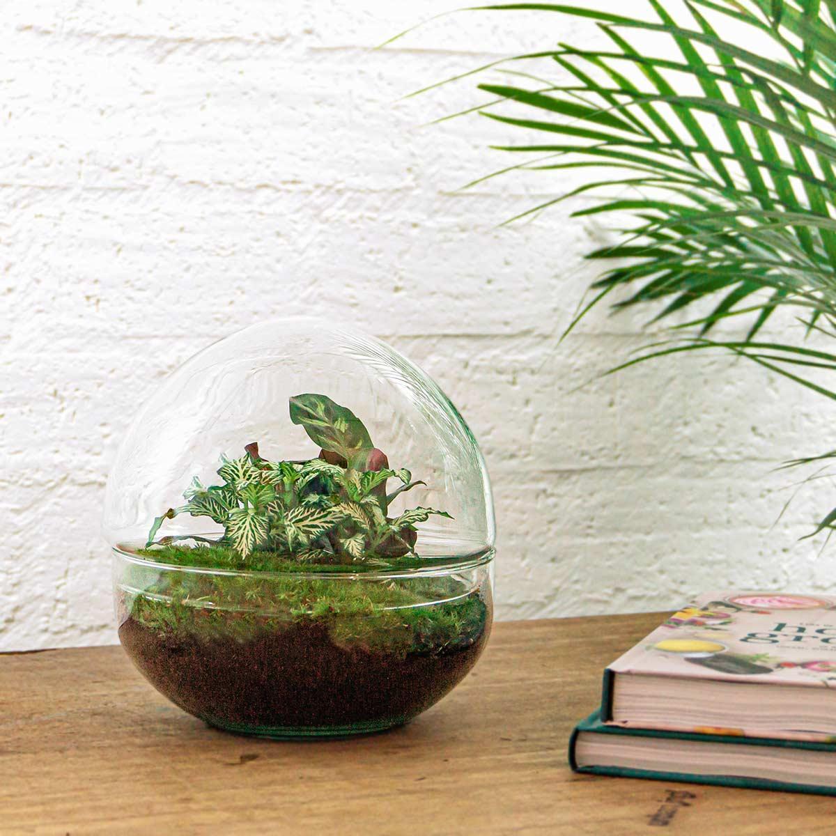 DIY terrarium Dome  | Ø20 | ↕20
