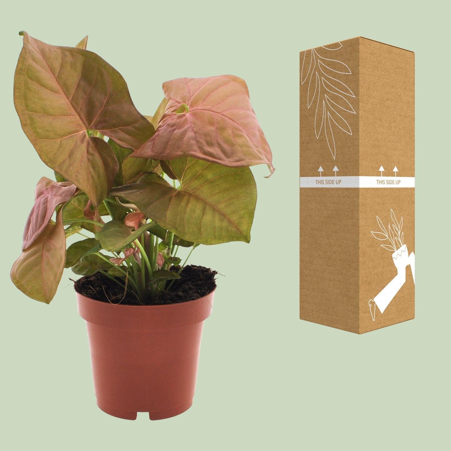 Syngonium Neon  | Ø12 | ↕25