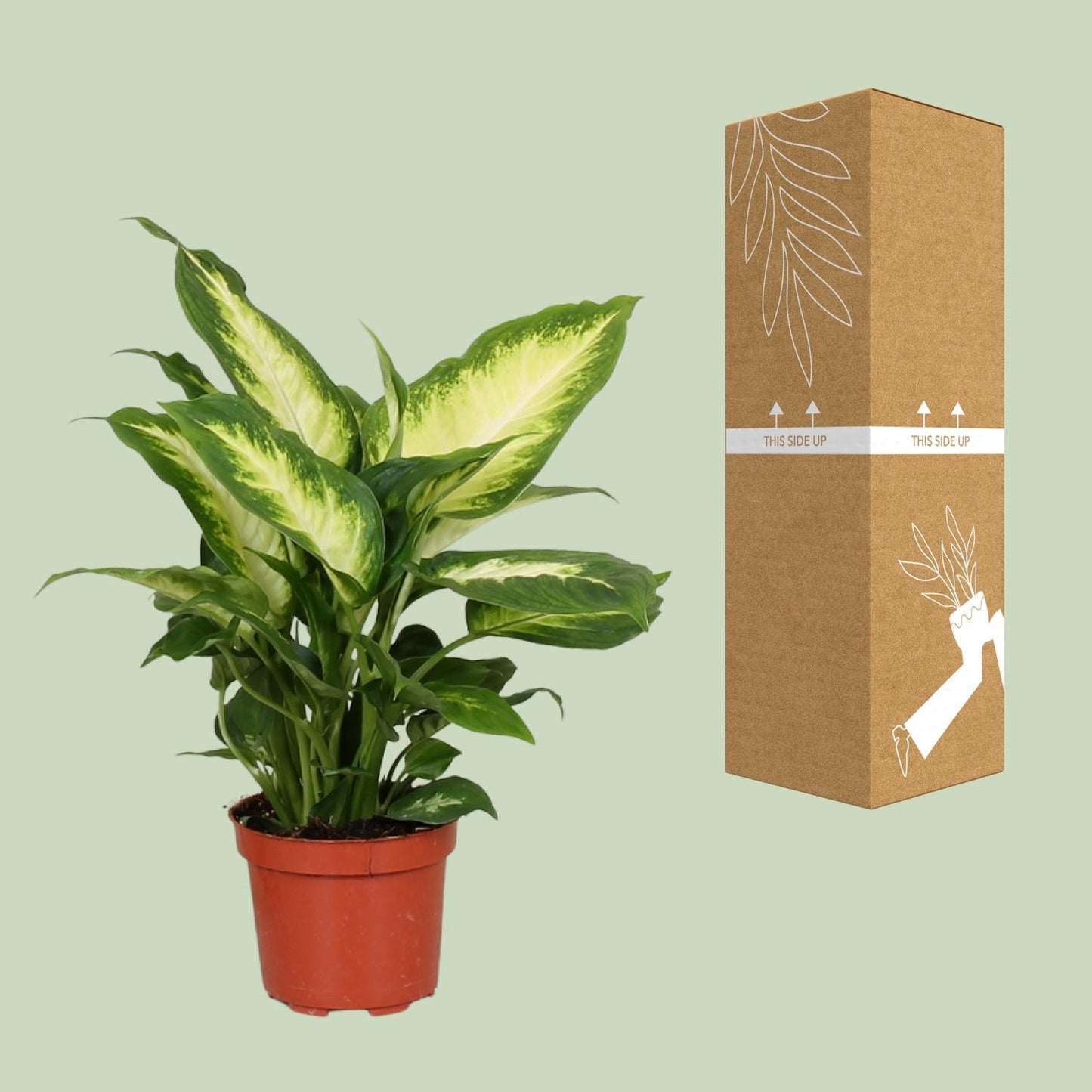 Dieffenbachia Camilla  | Ø12 | ↕35