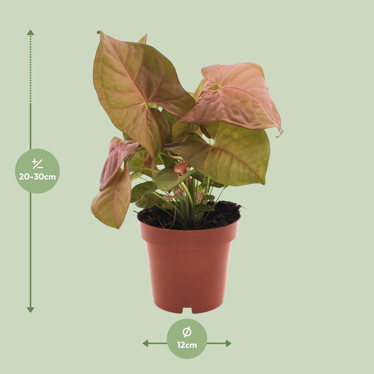 Syngonium Neon  | Ø12 | ↕25
