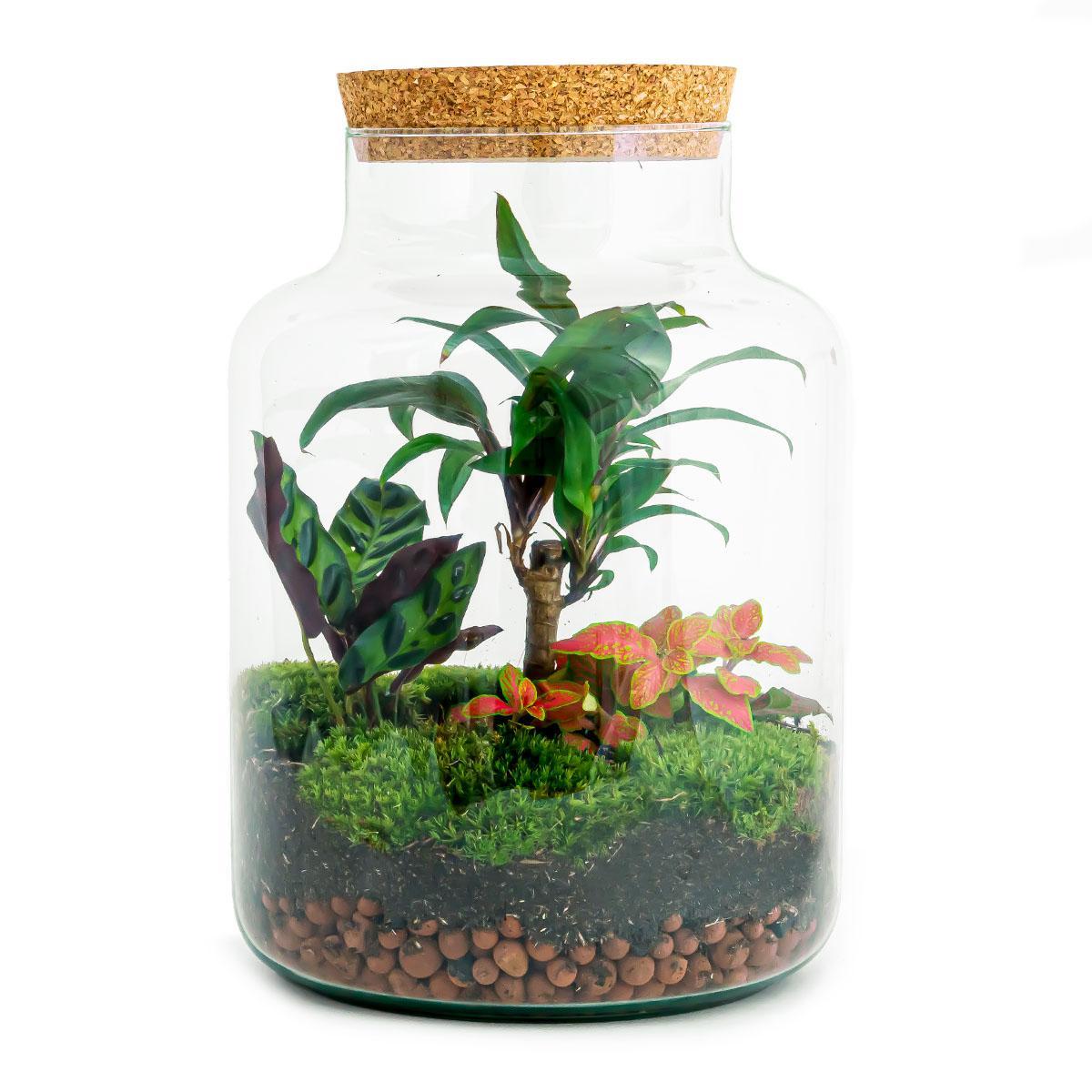 DIY terrarium Milky Palm