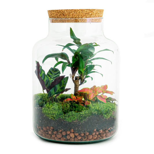 DIY terrarium Milky Palm
