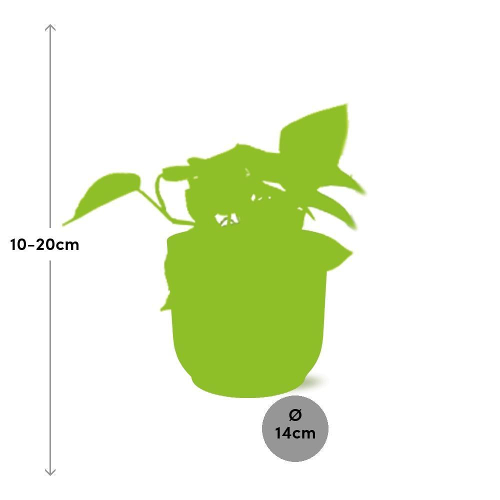 Epipremnum Golden Pothos  | Ø12 | ↕15 + pot