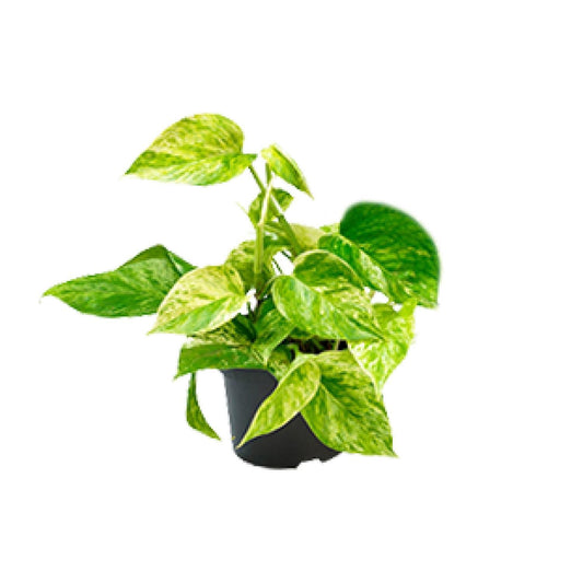 Epipremnum Marble Queen  | Ø12 | ↕15