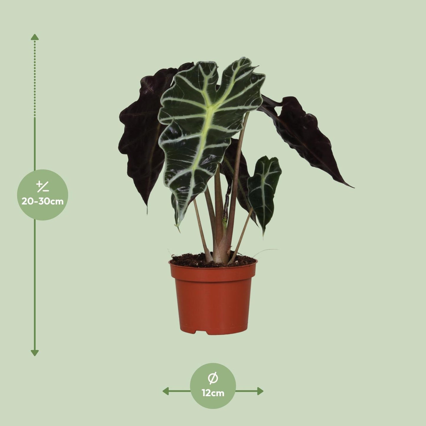 Alocasia Polly  | Ø12 | ↕30