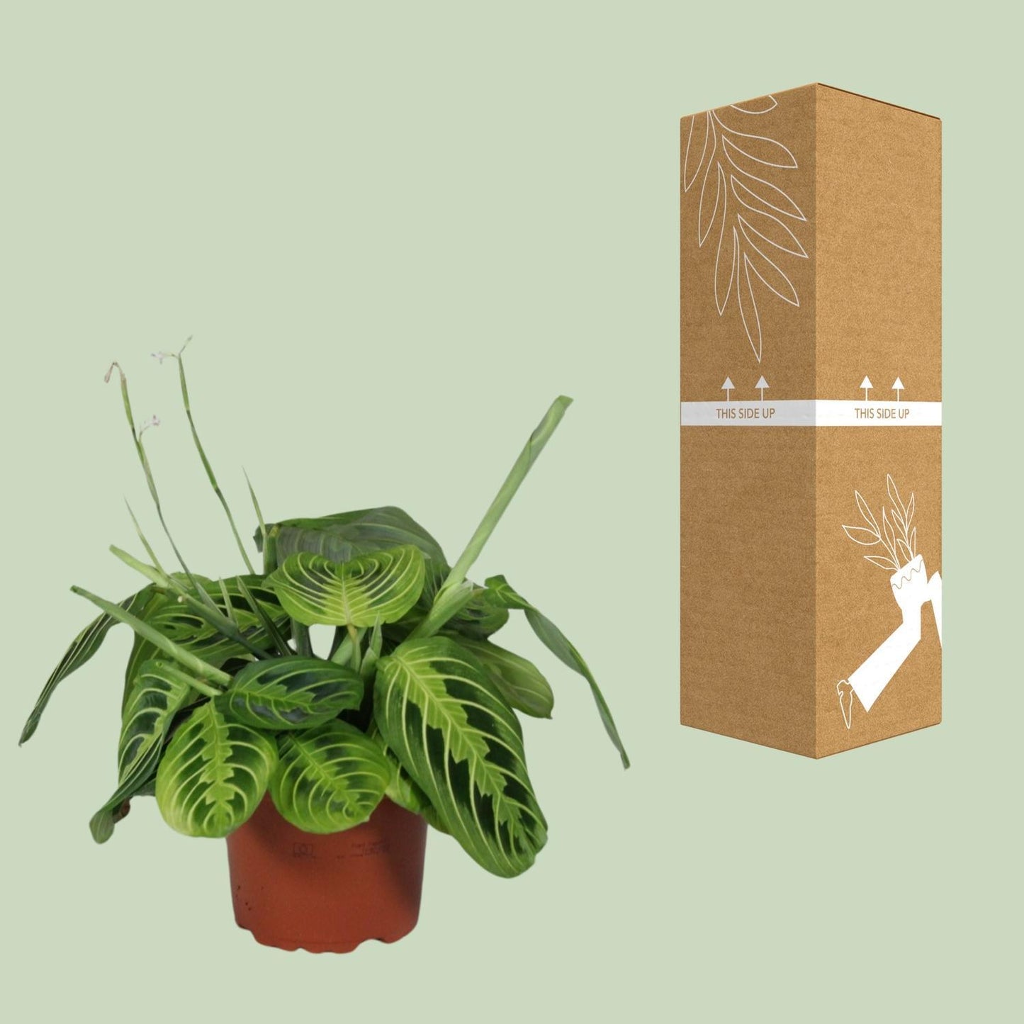 Maranta Leuconeura Fascinator Lemon Lime  | Ø12 | ↕30