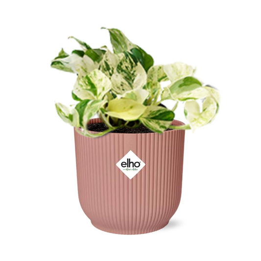 Epipremnum Happy Leaf  | Ø12 | ↕15 + pot