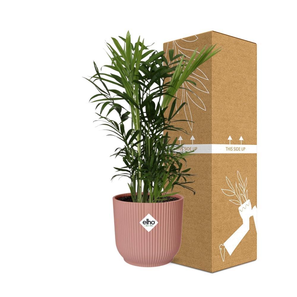 Chamaedorea Elegans  | Ø12 | ↕40 + ELHO Vibes Fold roze
