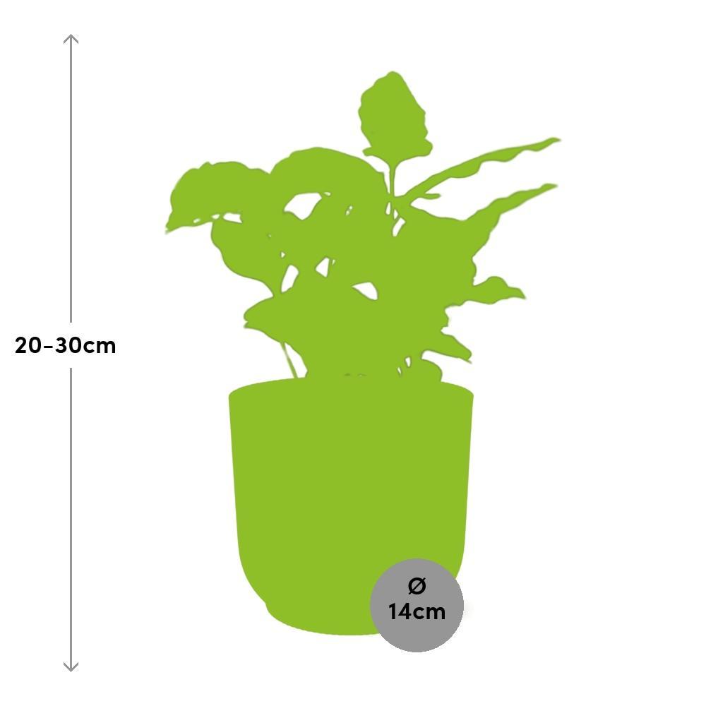 Coffea Arabica  | Ø12 | ↕25 + pot