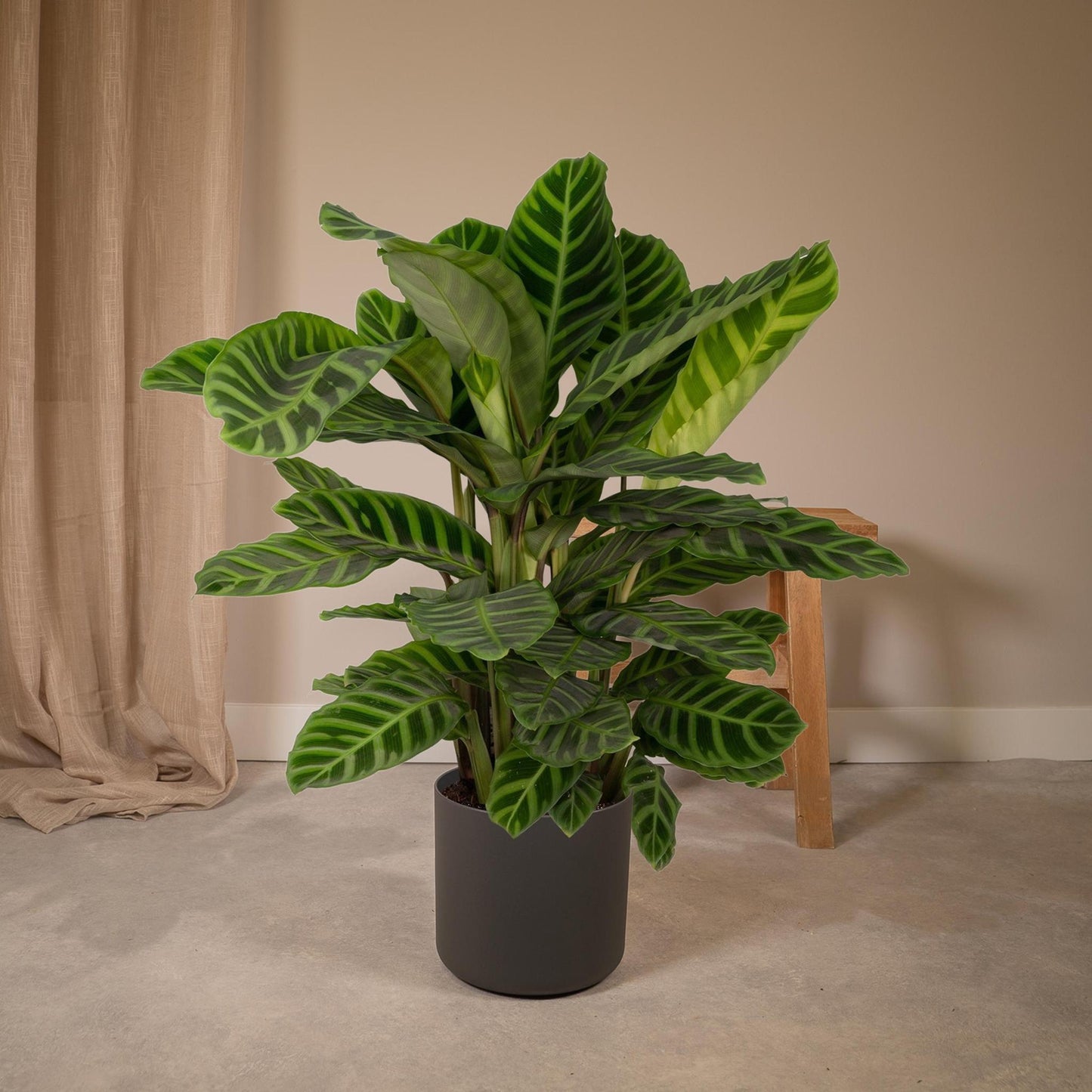 Calathea Zebrina  | Ø19 | ↕80
