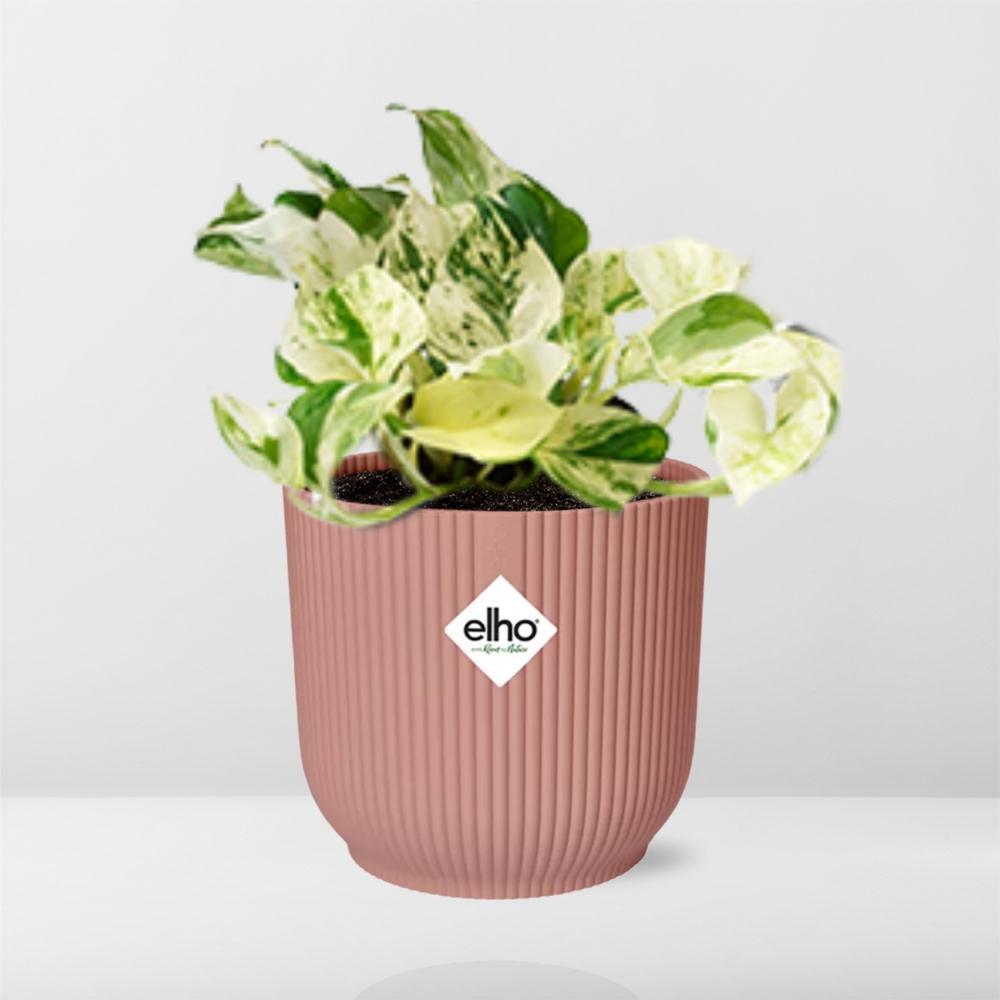 Epipremnum Happy Leaf  | Ø12 | ↕15 + pot