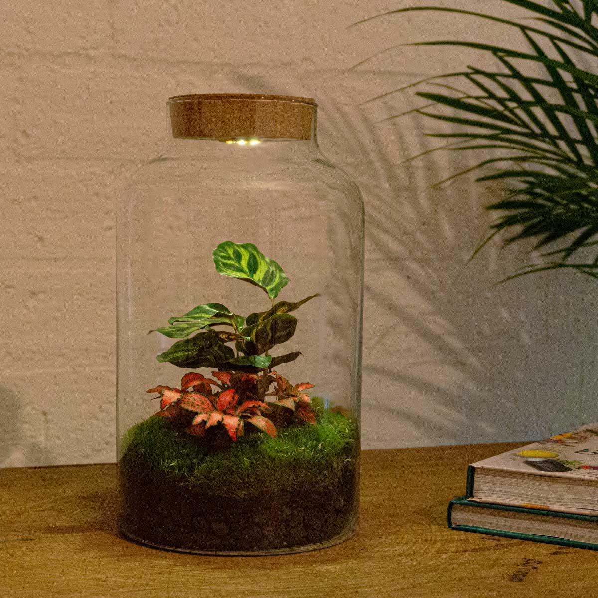 DIY terrarium Milky met lampje