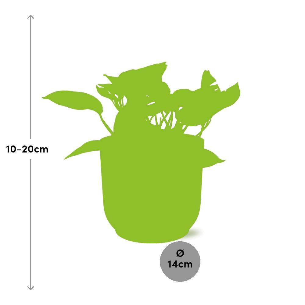 Epipremnum Marble Queen  | Ø12 | ↕15 + pot
