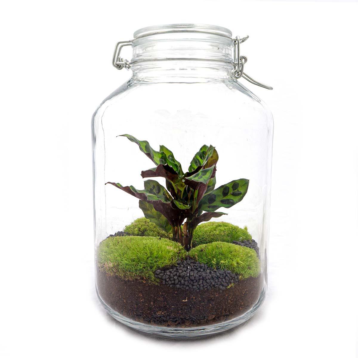 DIY terrarium Weckpot