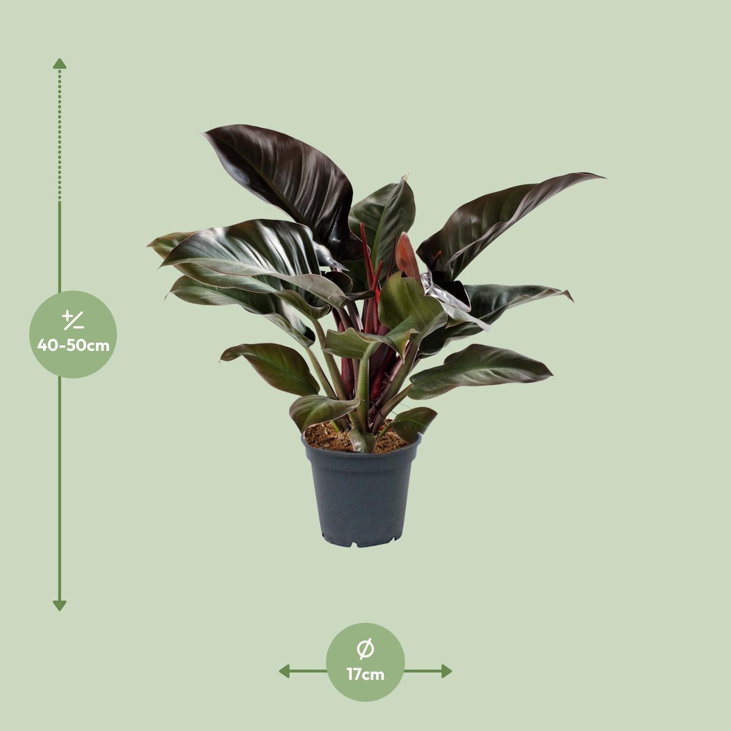 Philodendron Imperial Red  | Ø17 | ↕50