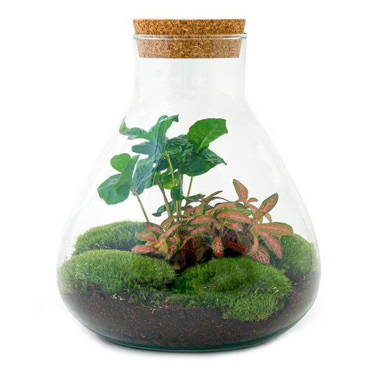 DIY terrarium Sammie Coffea