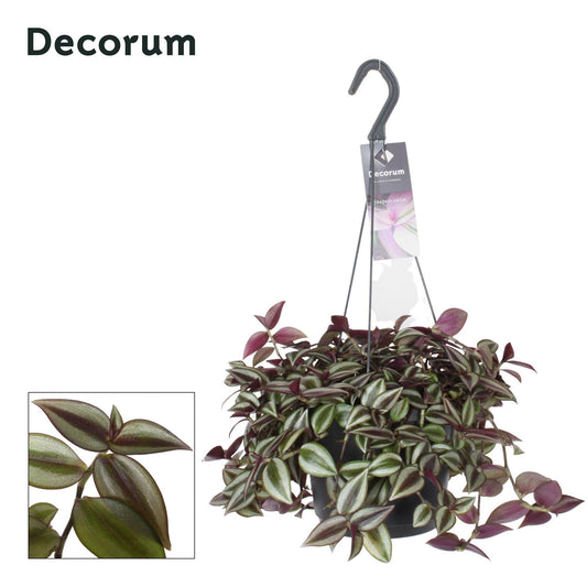 Tradescantia Zebrina  | Ø17 | ↕30