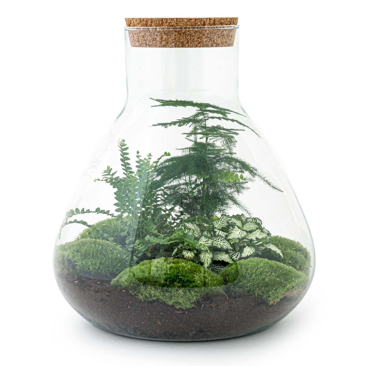 DIY terrarium Sam XL
