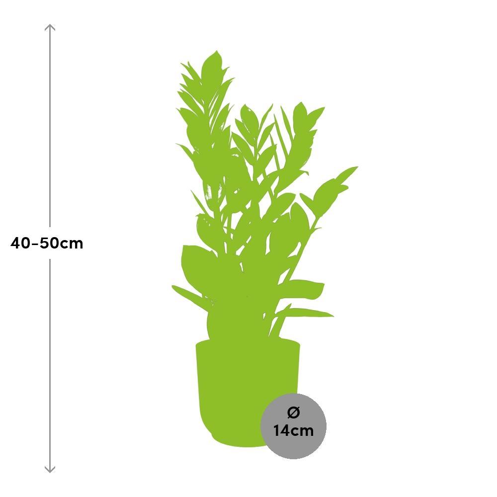 Zamioculcas Zamiifolia  | Ø12 | ↕40 + ELHO Vibes Fold Ø14 roze