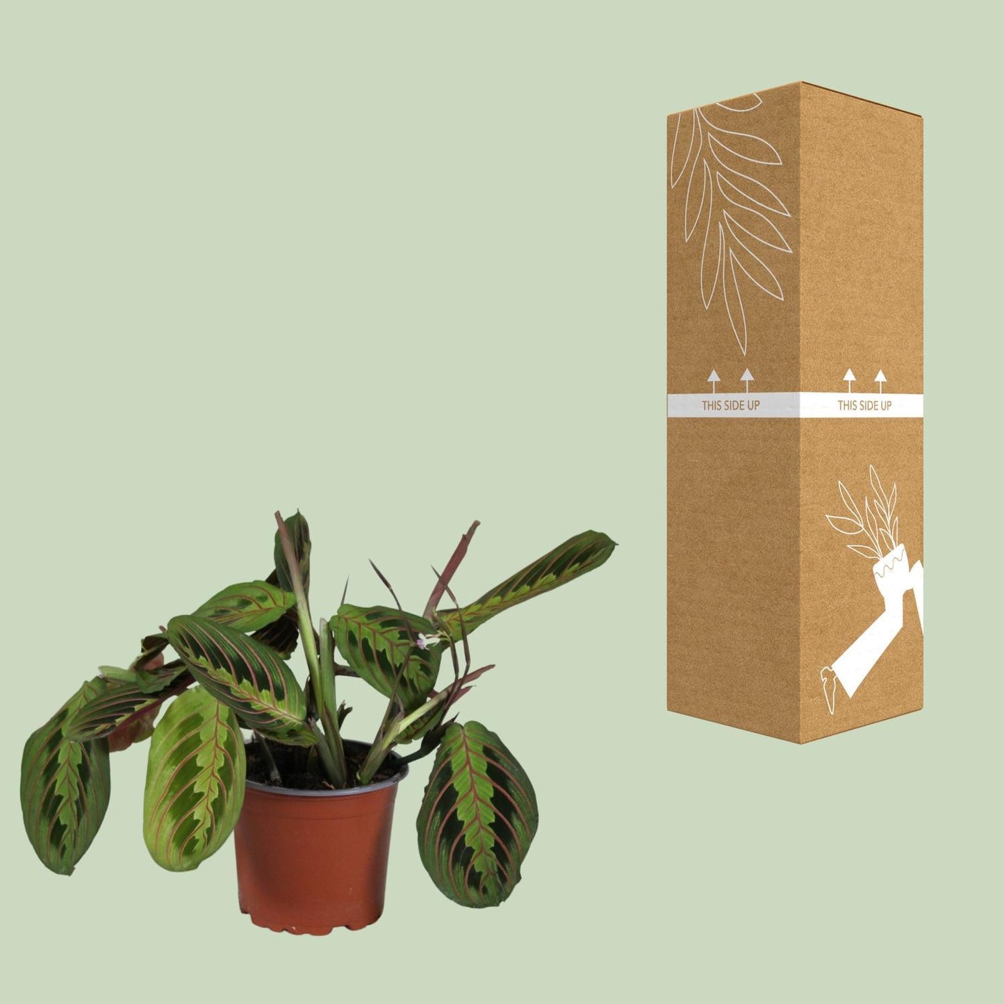 Maranta Leuconeura Fascinator  | Ø12 | ↕30